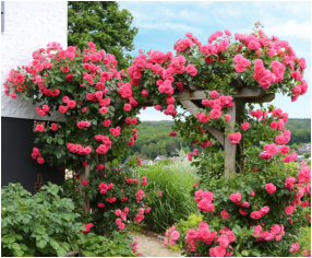 Gartentraum Solms, Rosenbogen "Rosarium Ütersen"