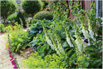 Gartentraum Solms, hinterm Haus