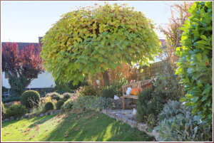 Vorgarten mit Fiesenwall, Trompetenbaum